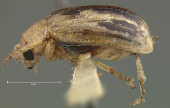 Media type: image; Entomology 23156   Aspect: habitus lateral view